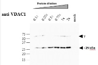 VDAC1-5 | Voltage-dependent anion-selective channel protein 1-5 in the group Antibodies for Plant/Algal  / Arabidopsis thaliana  at Agrisera AB (Antibodies for research) (AS07 212)
